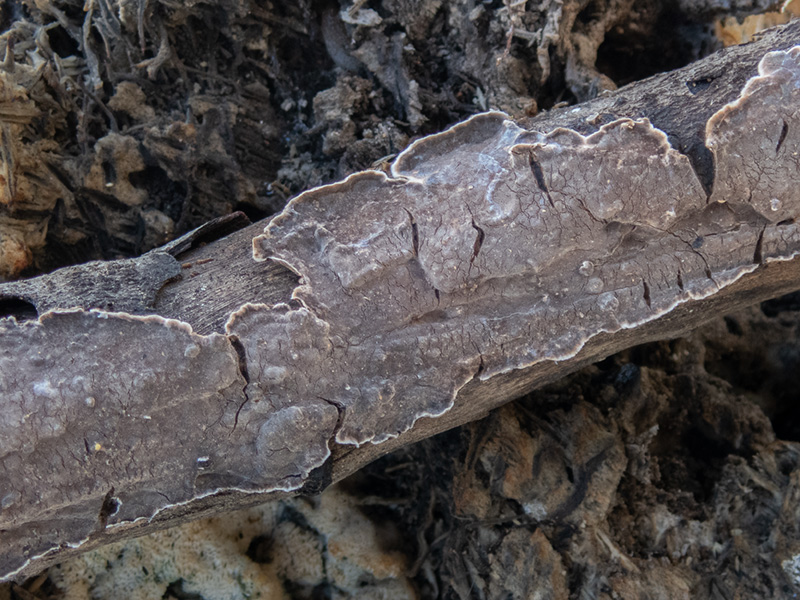 Duportella malenconii